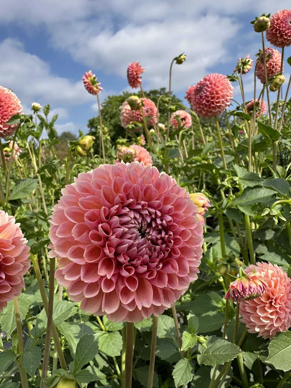 Dahlia Linda's Baby