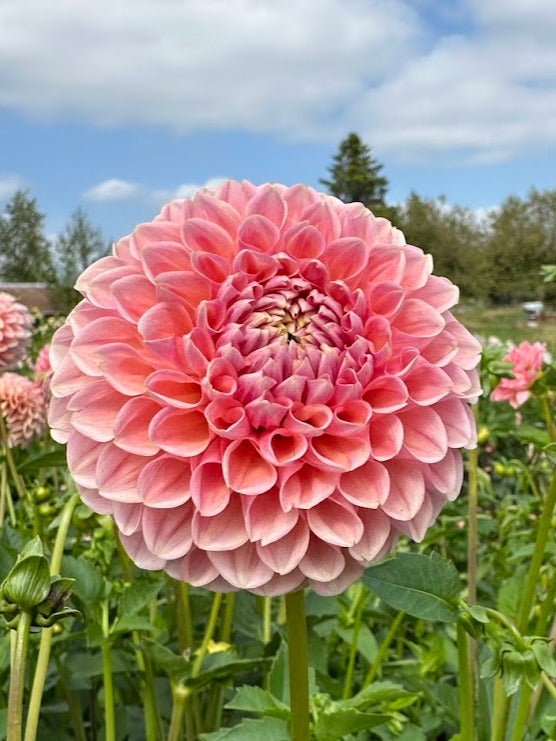 Dahlia Linda's Baby