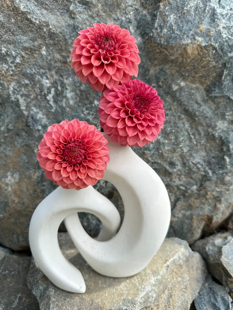 Dahlia KA Keltie Rose