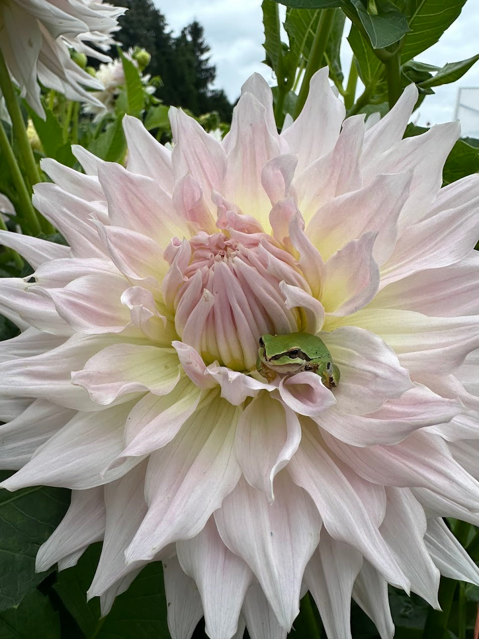 Dahlia KA Cloud
