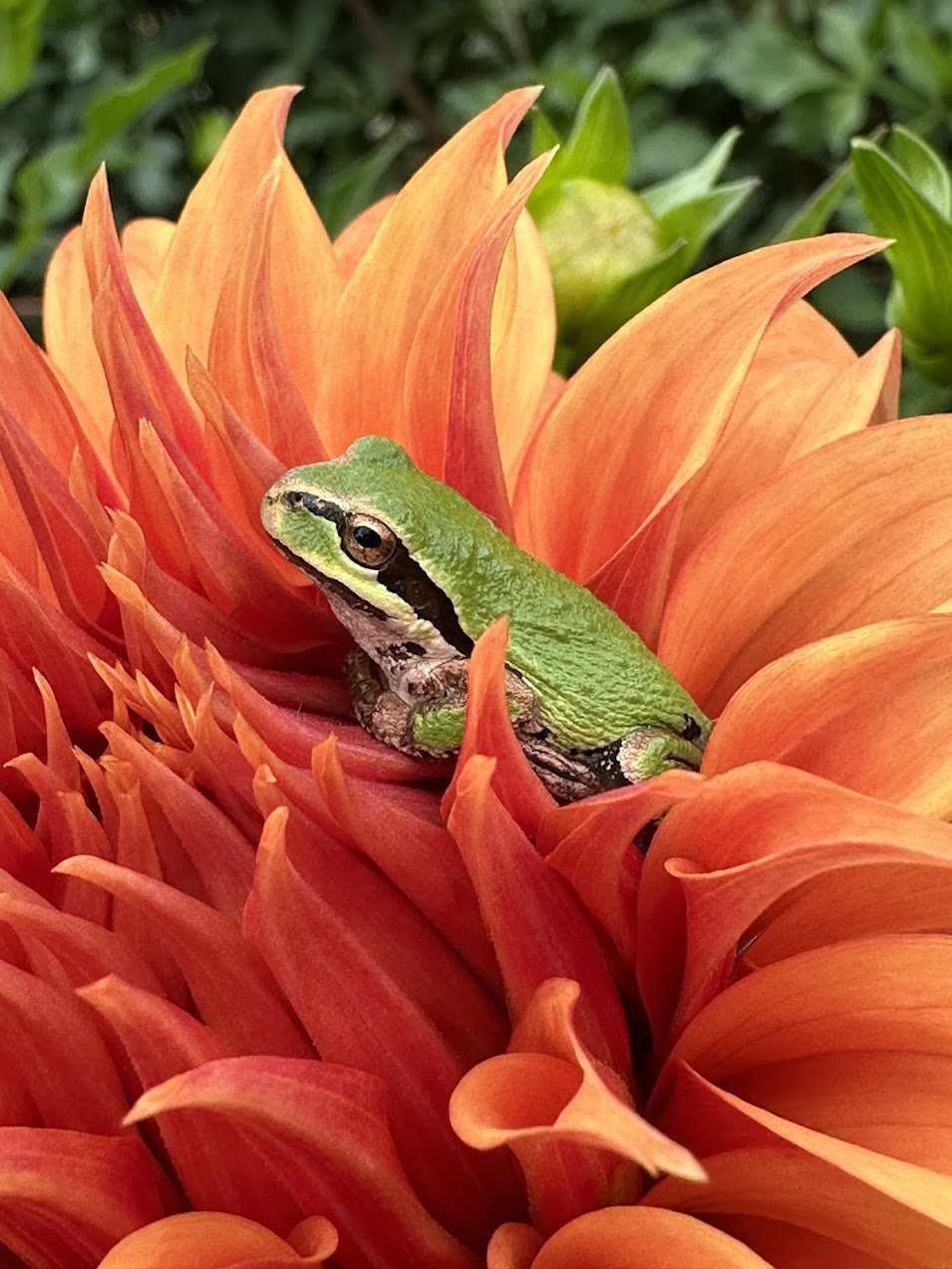 Dahlia Bloomquist Jean