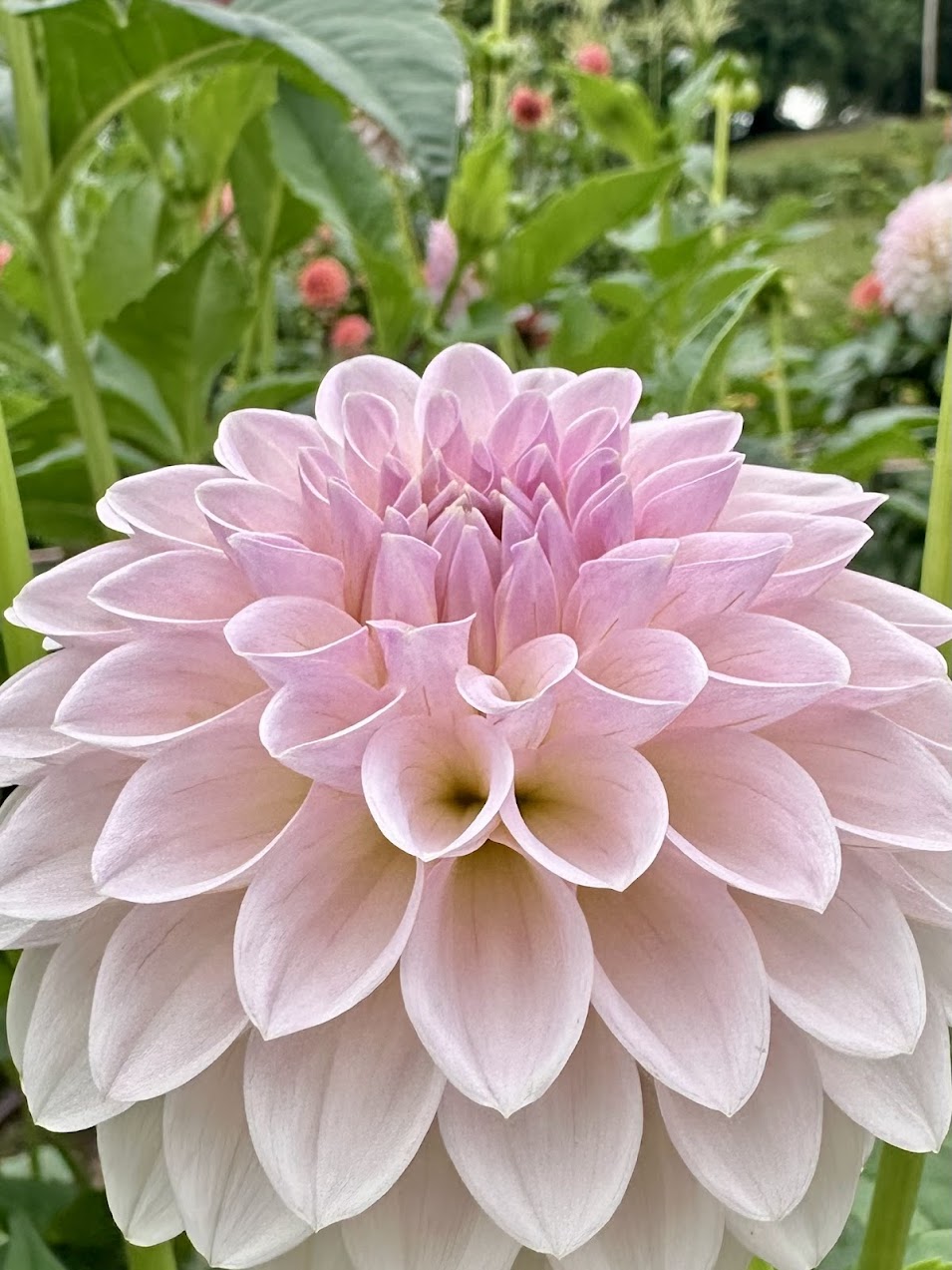 Dahlia Bloomquist Tory P