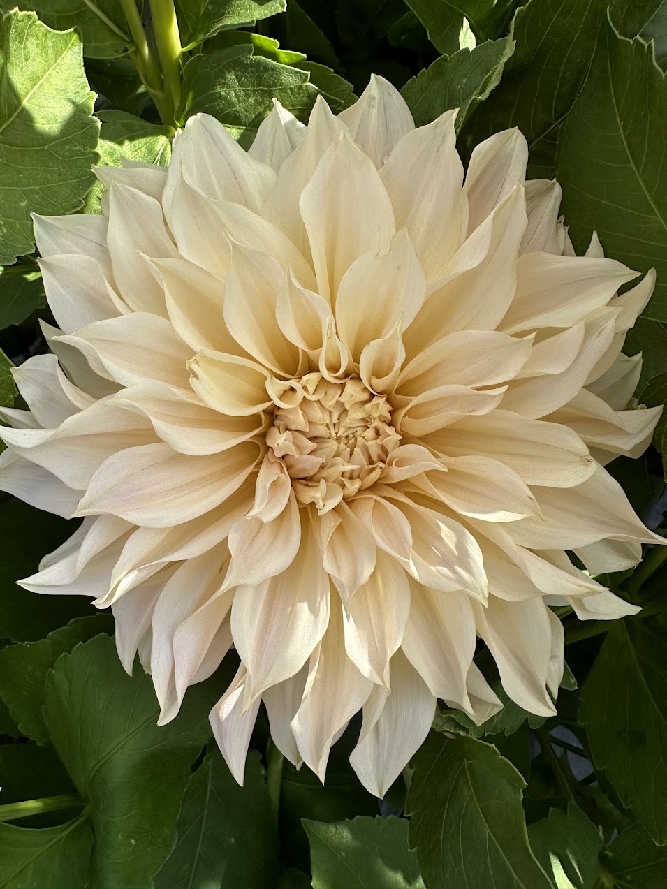 Dahlia Cafe Au Lait