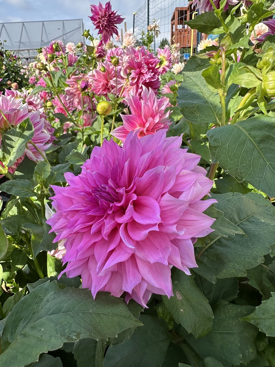 Dahlia Cafe Au Lait Rose