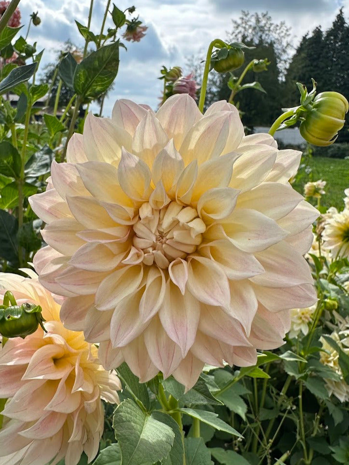 Dahlia KA Mocha Maya