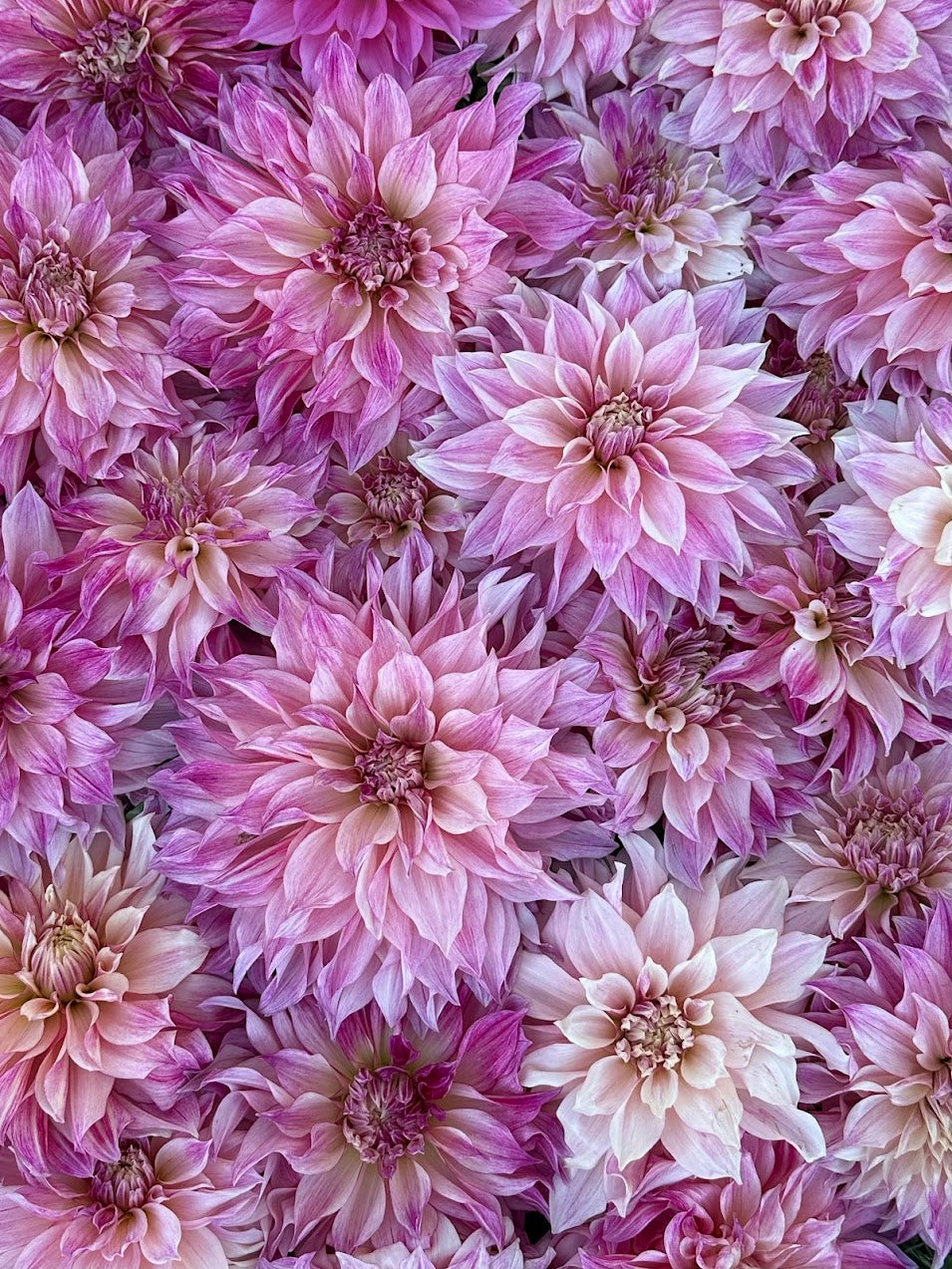 Dahlia Cafe Au Lait Royal