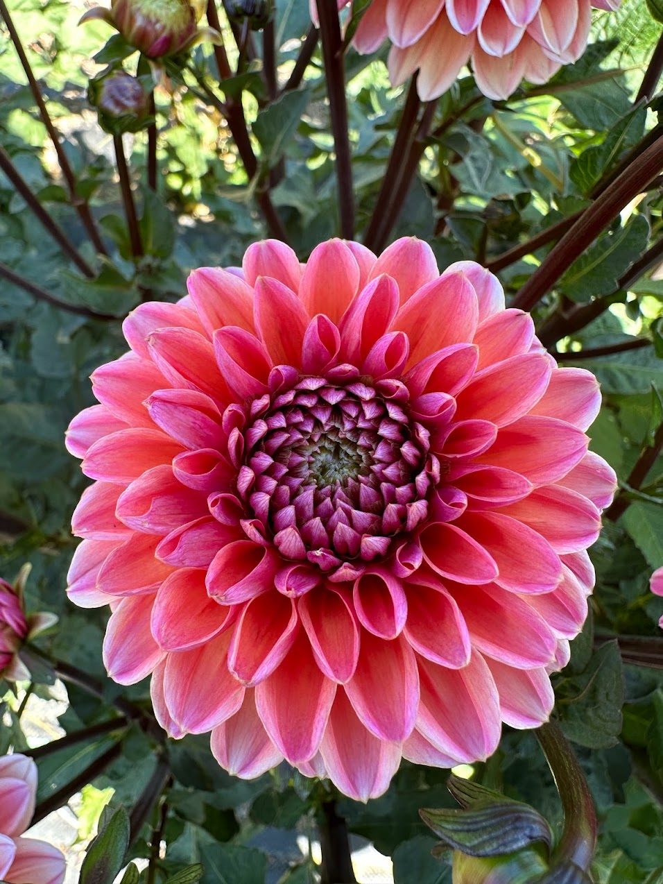 Dahlia Daisy Duke