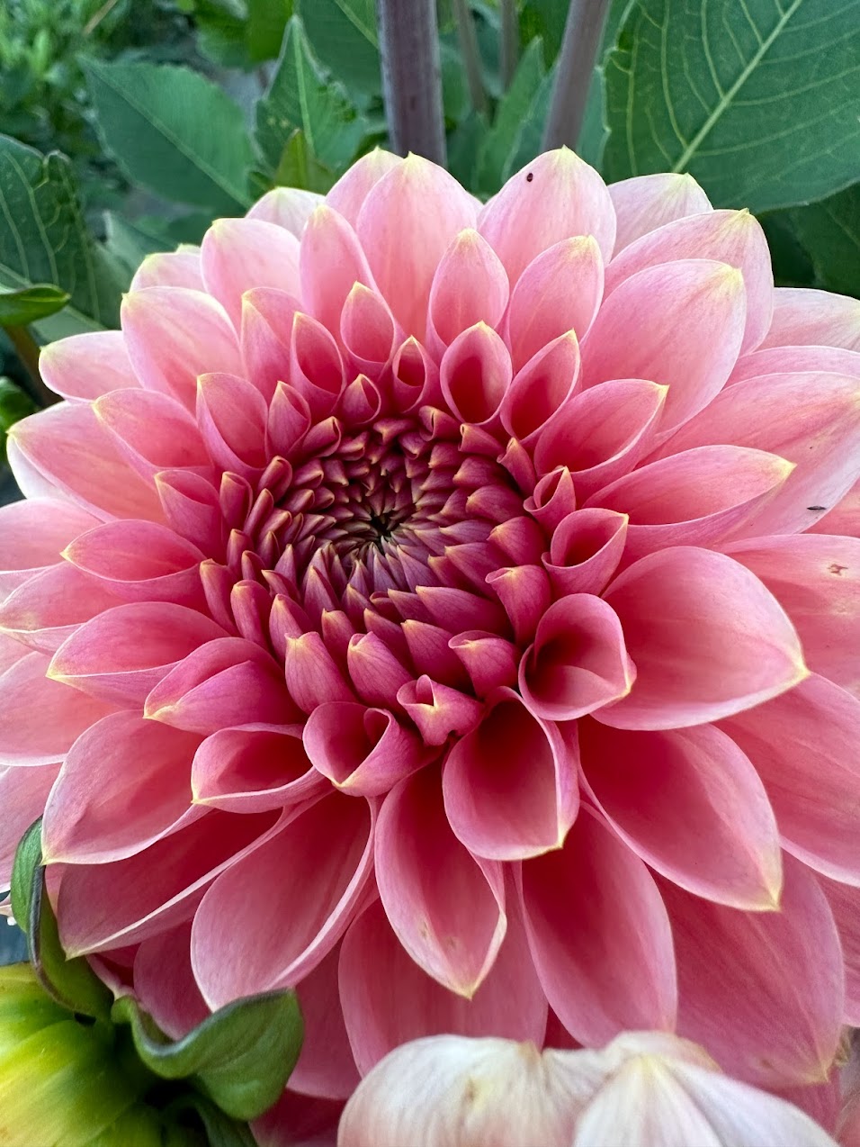 Dahlia Ask With Minnie