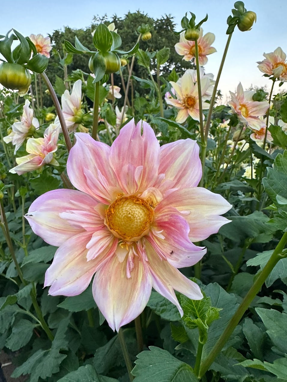 Dahlia Appleblossom