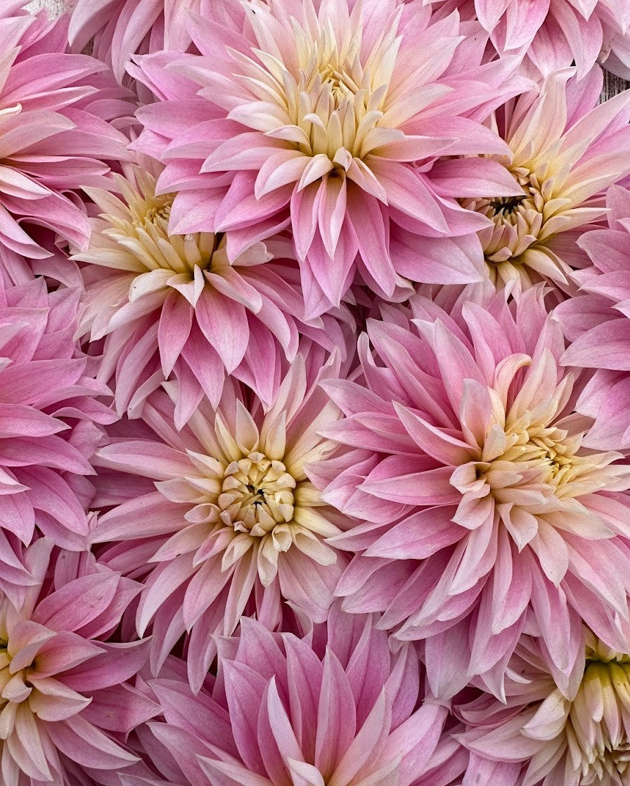Dahlia Alloway Candy
