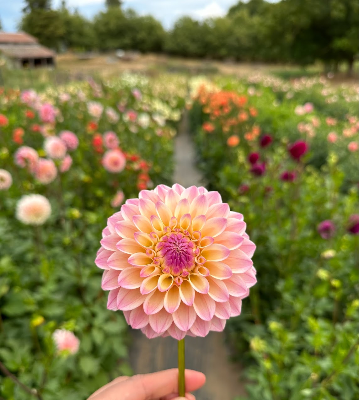 Dahlia Coralie