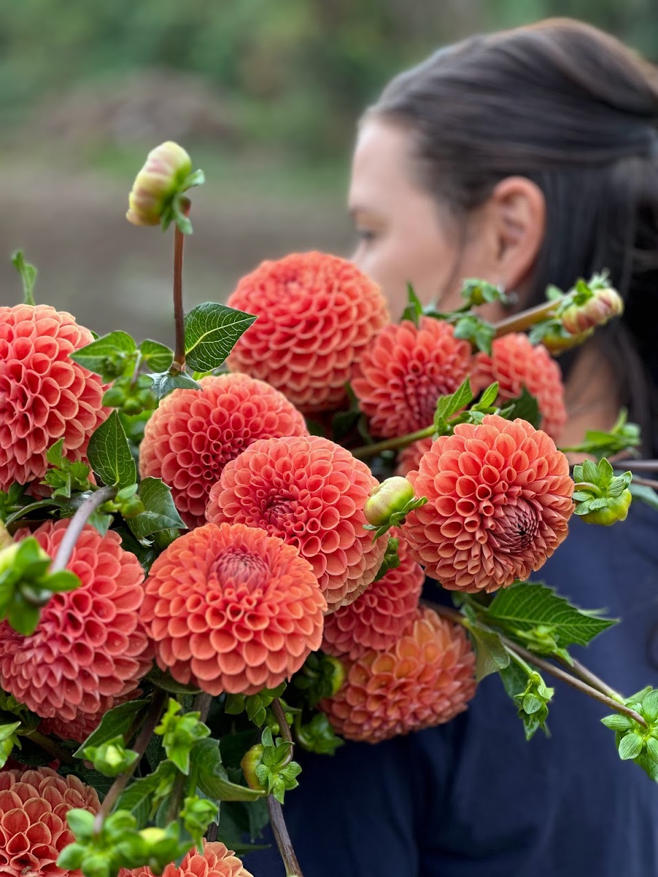 Dahlia Cornel Bronze