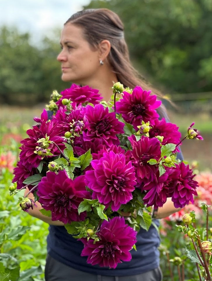 Dahlia Thomas Edison