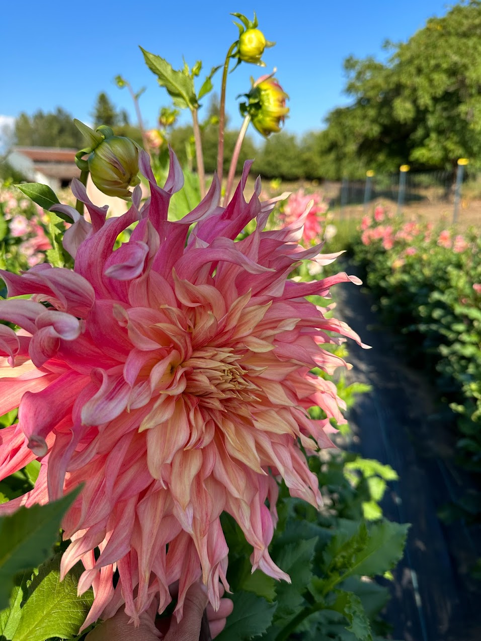 Dahlia Penhill Watermelon Bulk Pack of 5