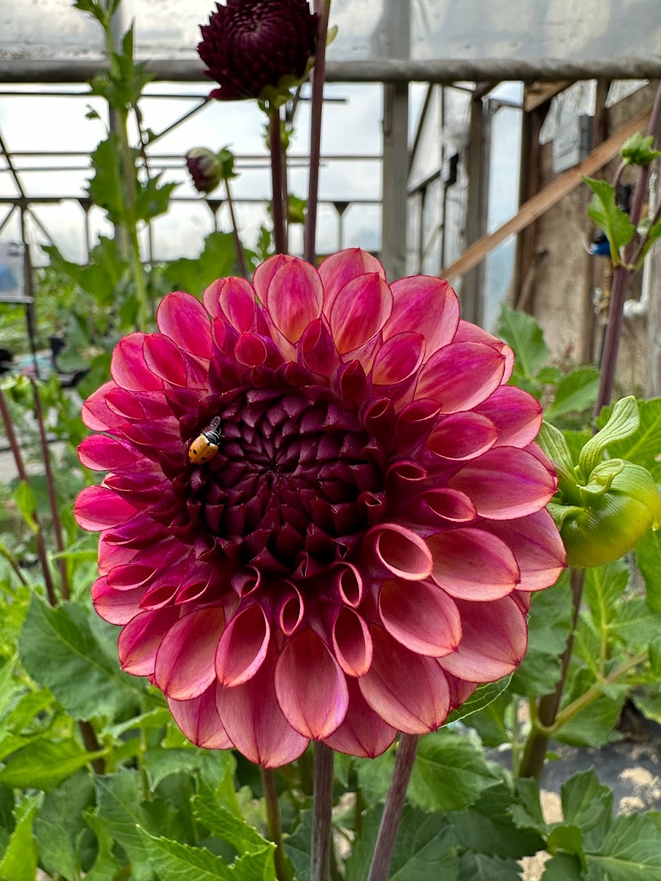 Dahlia Ferncliff Thunder