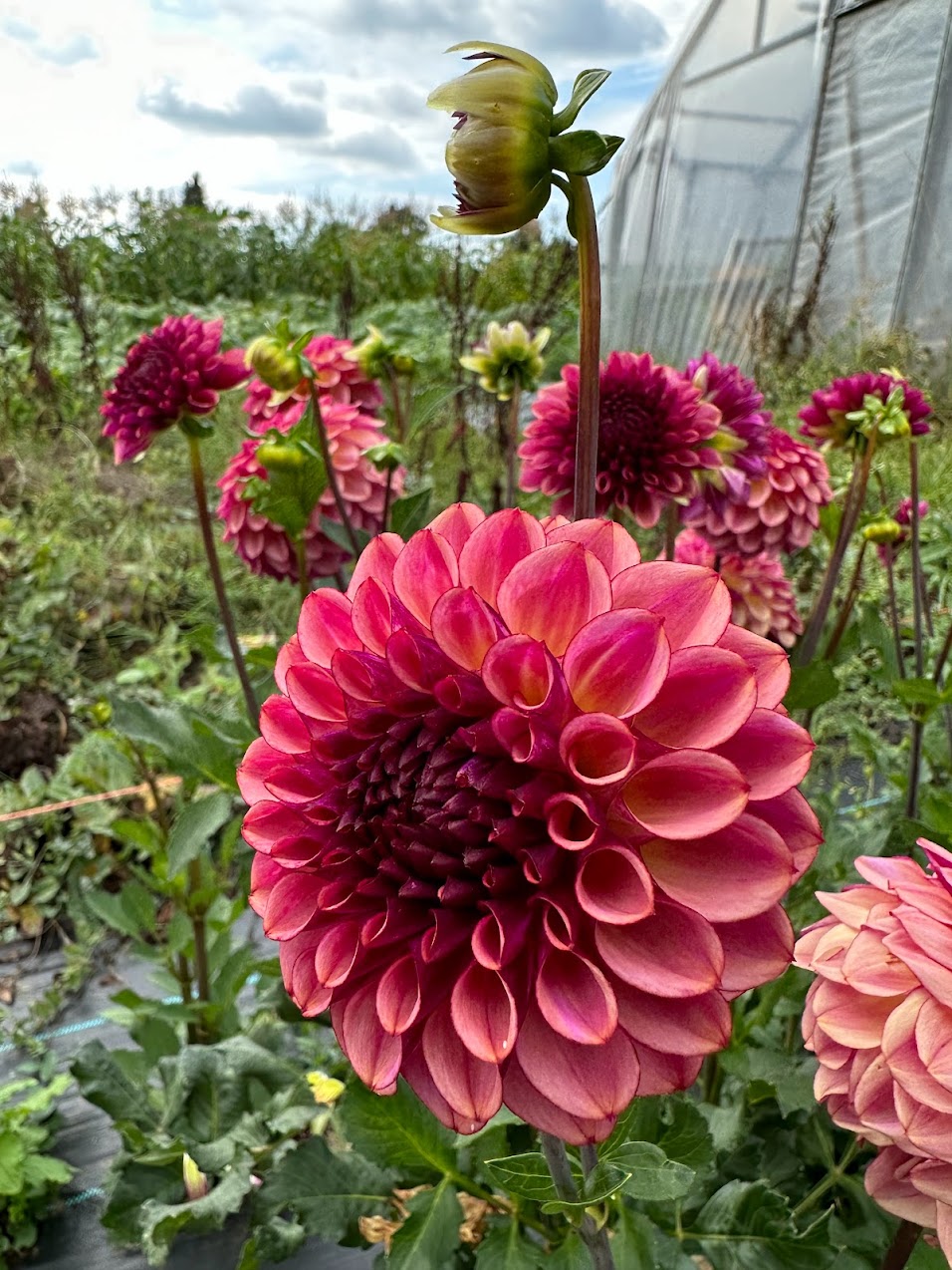 Dahlia Ferncliff Thunder