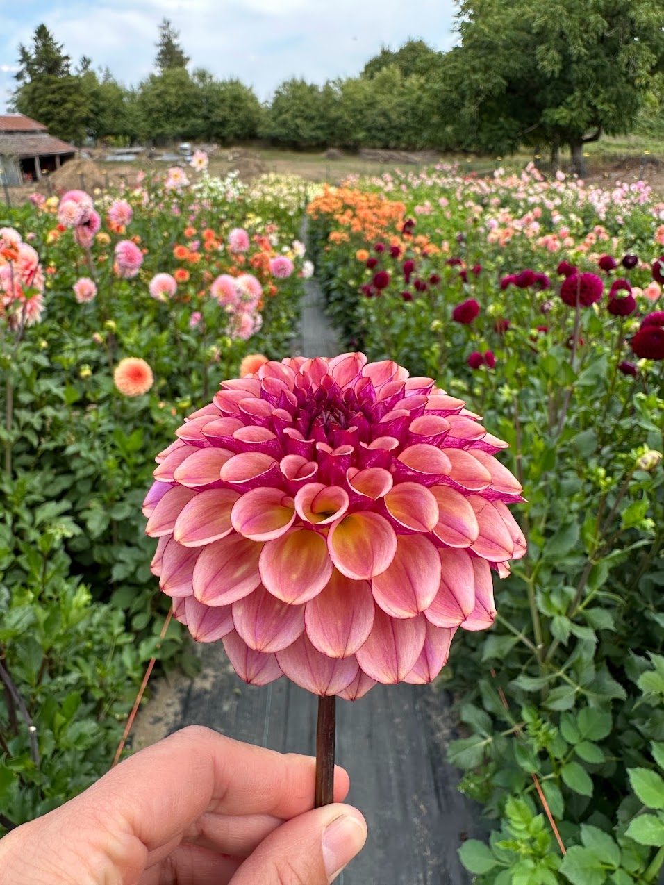 Dahlia Ferncliff Thunder