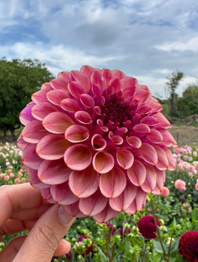 Dahlia Ferncliff Thunder