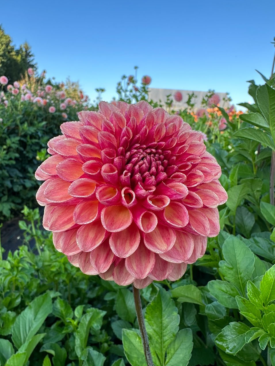 Dahlia Coseytown Bounty