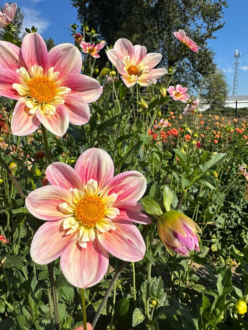 Dahlia Ferncliff Dolly