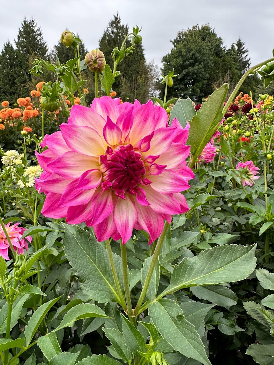 Dahlia Colorado Classic