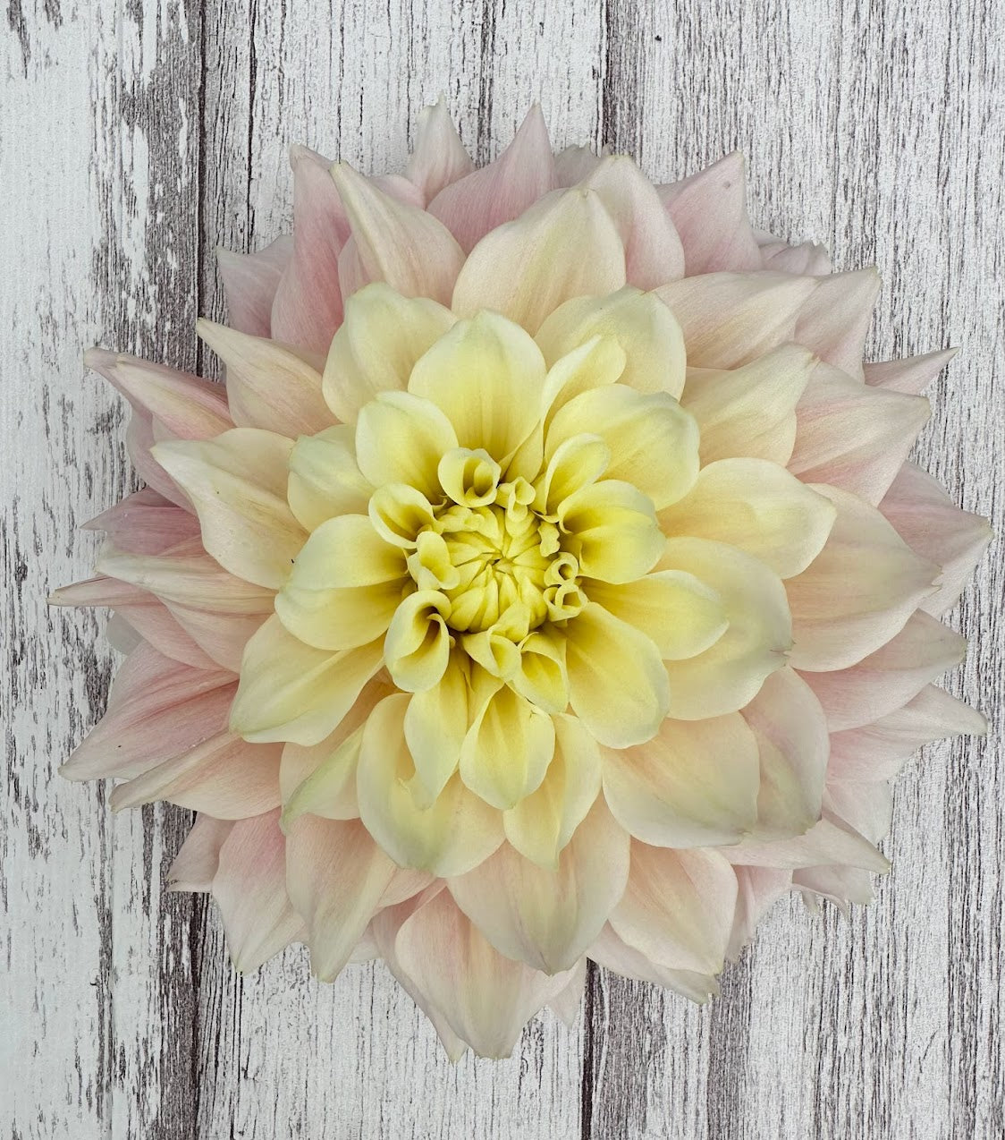Dahlia Breakout
