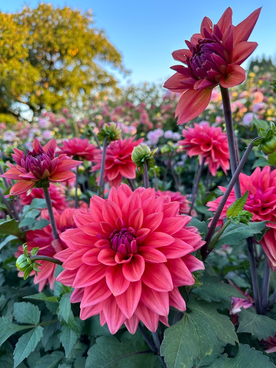 Dahlia American Dawn