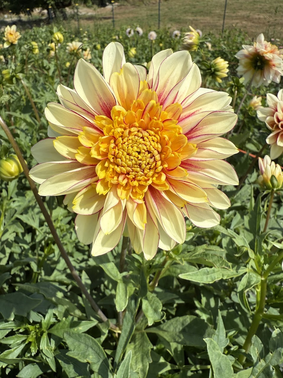 Dahlia Polka