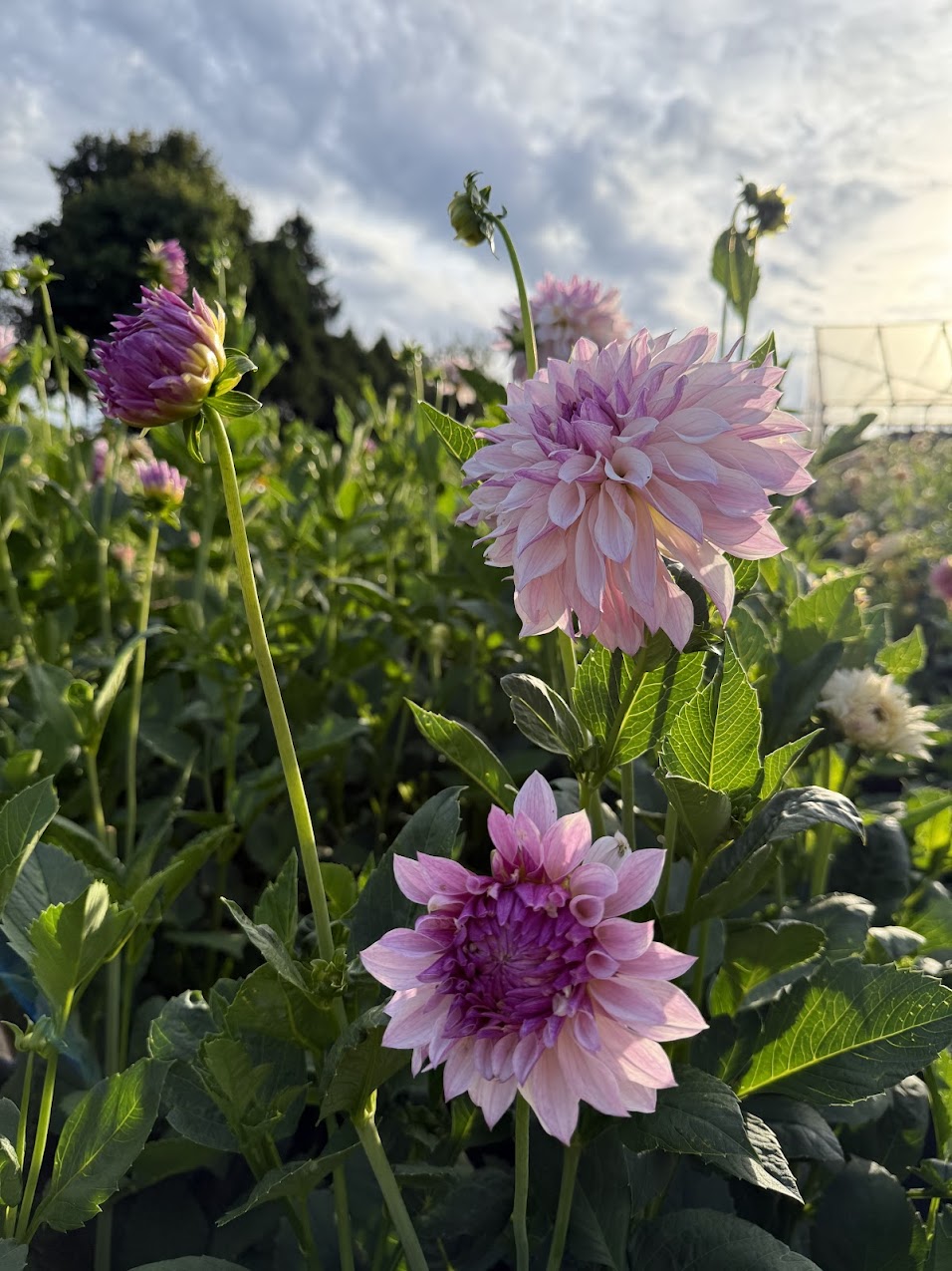 Dahlia Bloomquist Compare