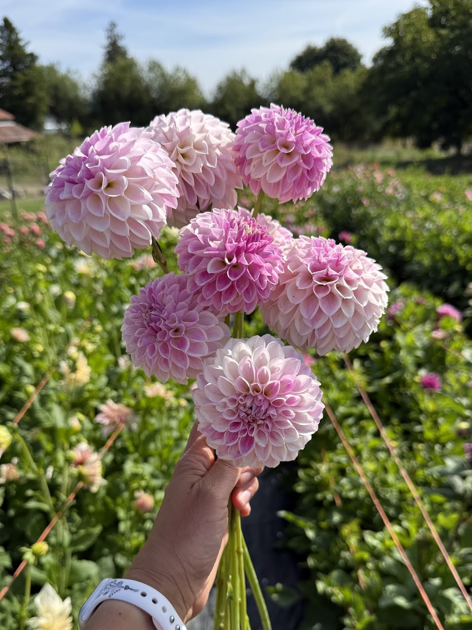 Dahlia Tahoma Kelli