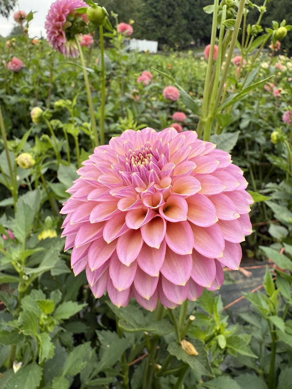 Dahlia Skipley Spot of Gold