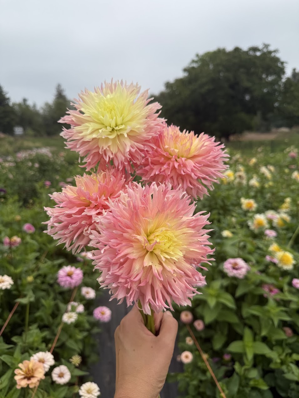 Dahlia Hapet Champagne (Limit 1)
