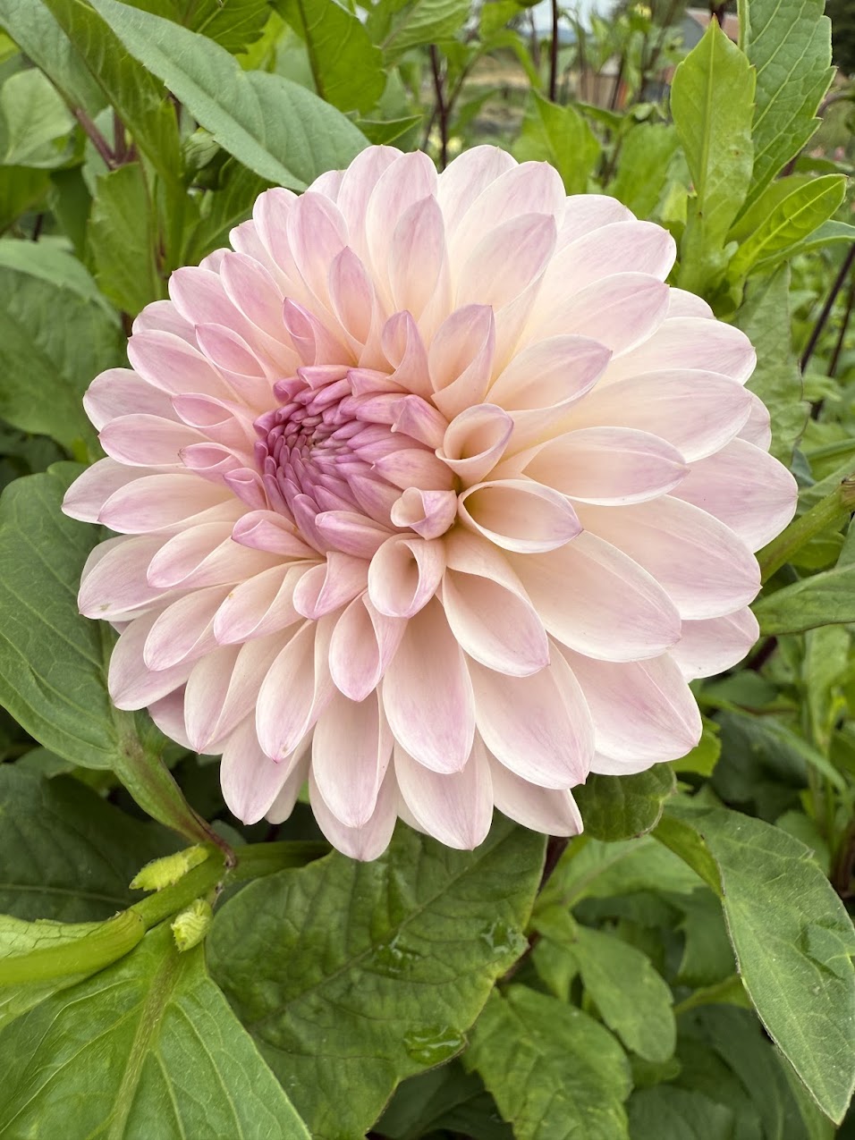 Dahlia Tahoma Stellar Feller