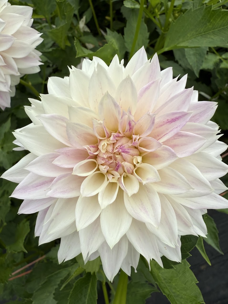 Dahlia Bloomquist Endlesession (Limit 1)