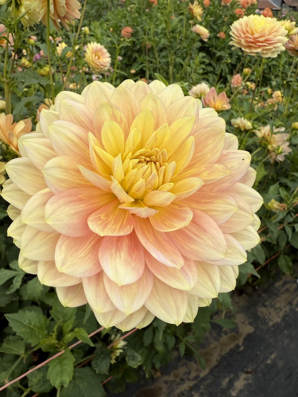 Dahlia Hollyhill Serenity (Limit 1)