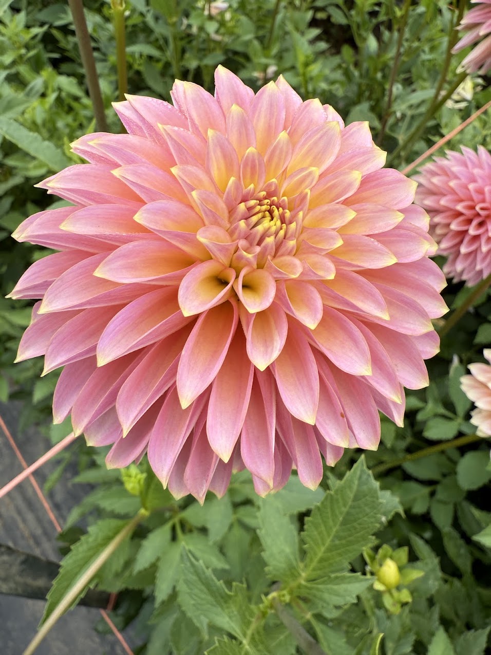 Dahlia Bloomquist Mojo (Limit 1)