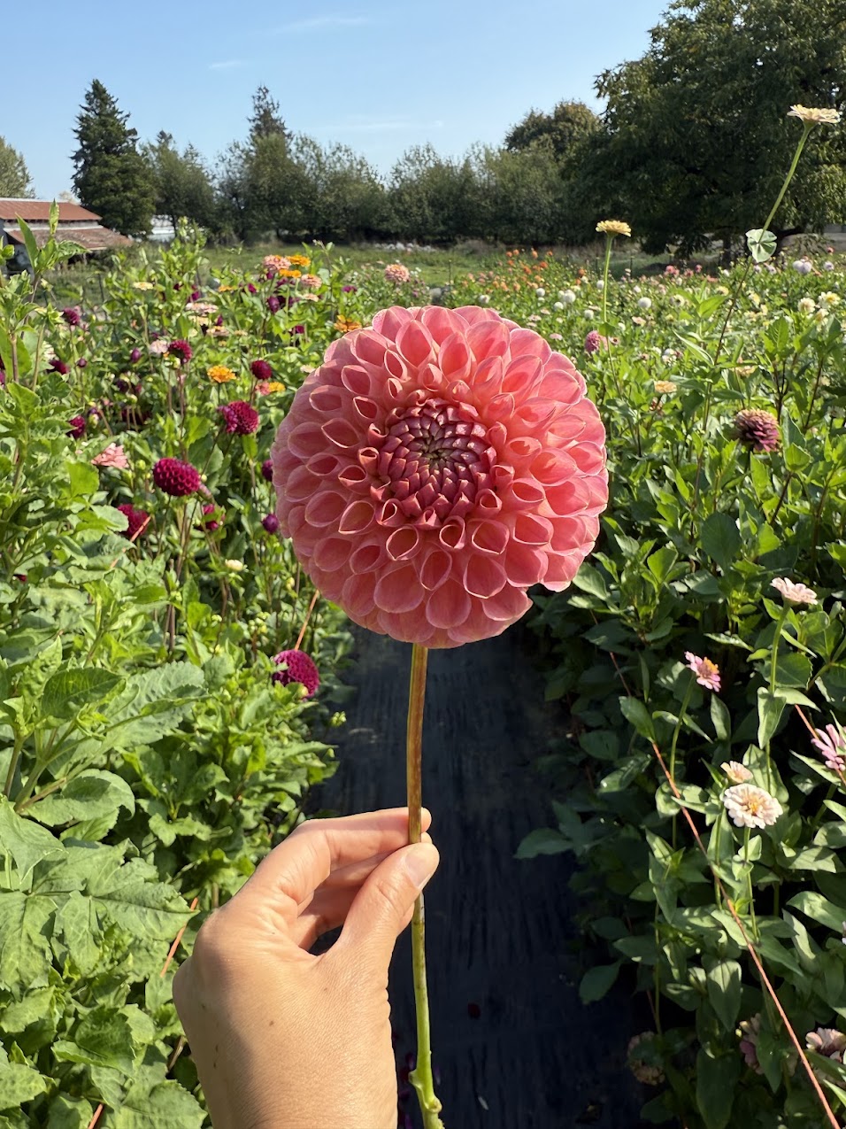 Dahlia Clearview Peachy