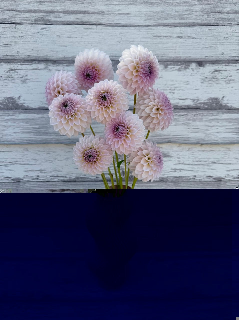 Dahlia Bloomquist Tory P (Limit 1)