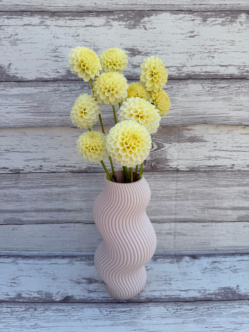 Dahlia Creamy