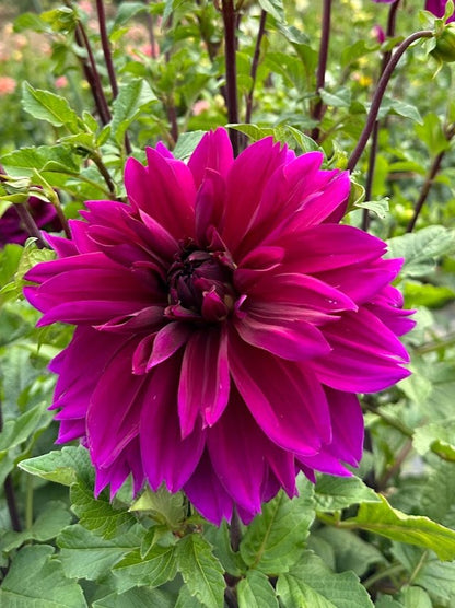 Dahlia Thomas Edison