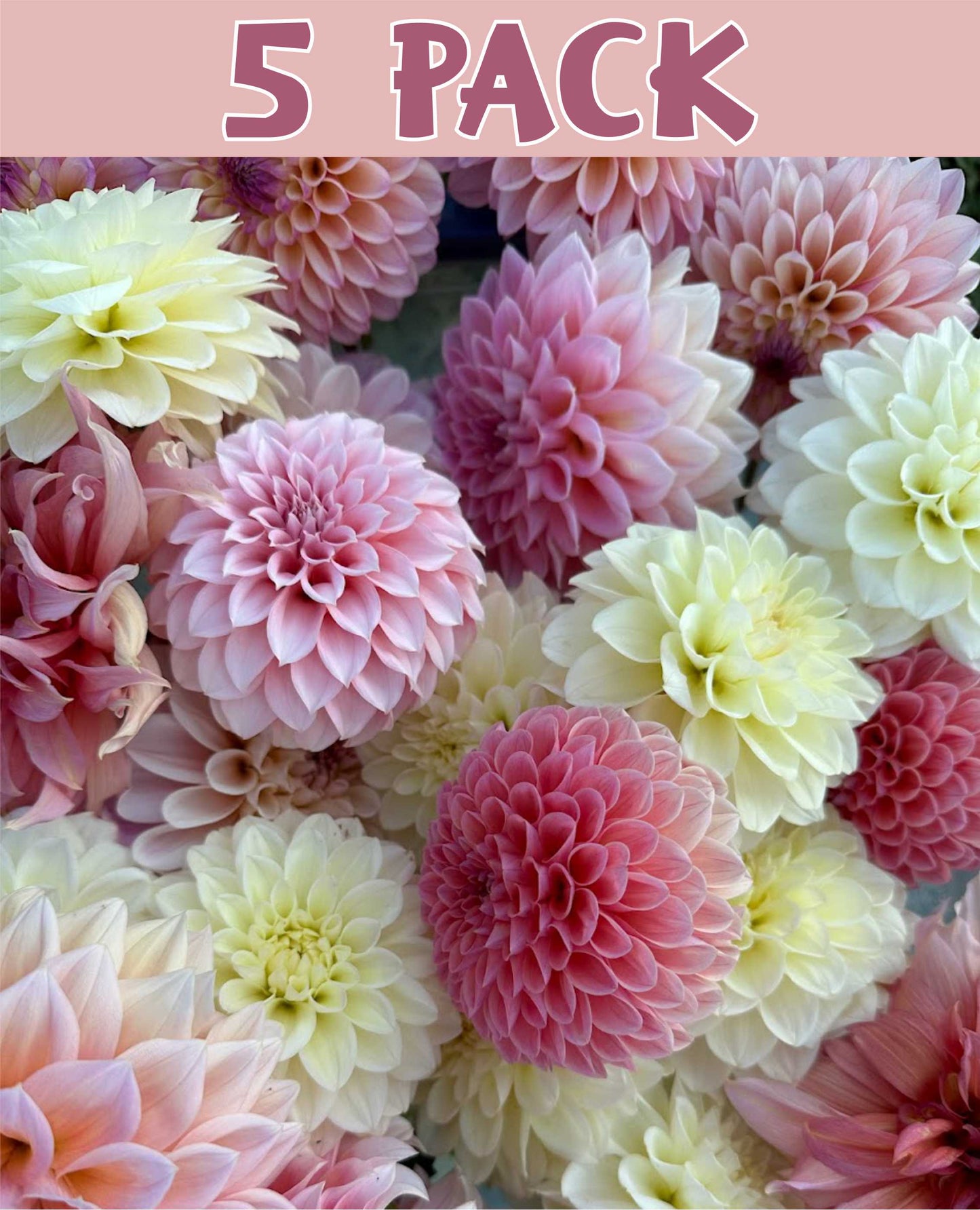 Mystery Pack – 5 Dahlia Tubers