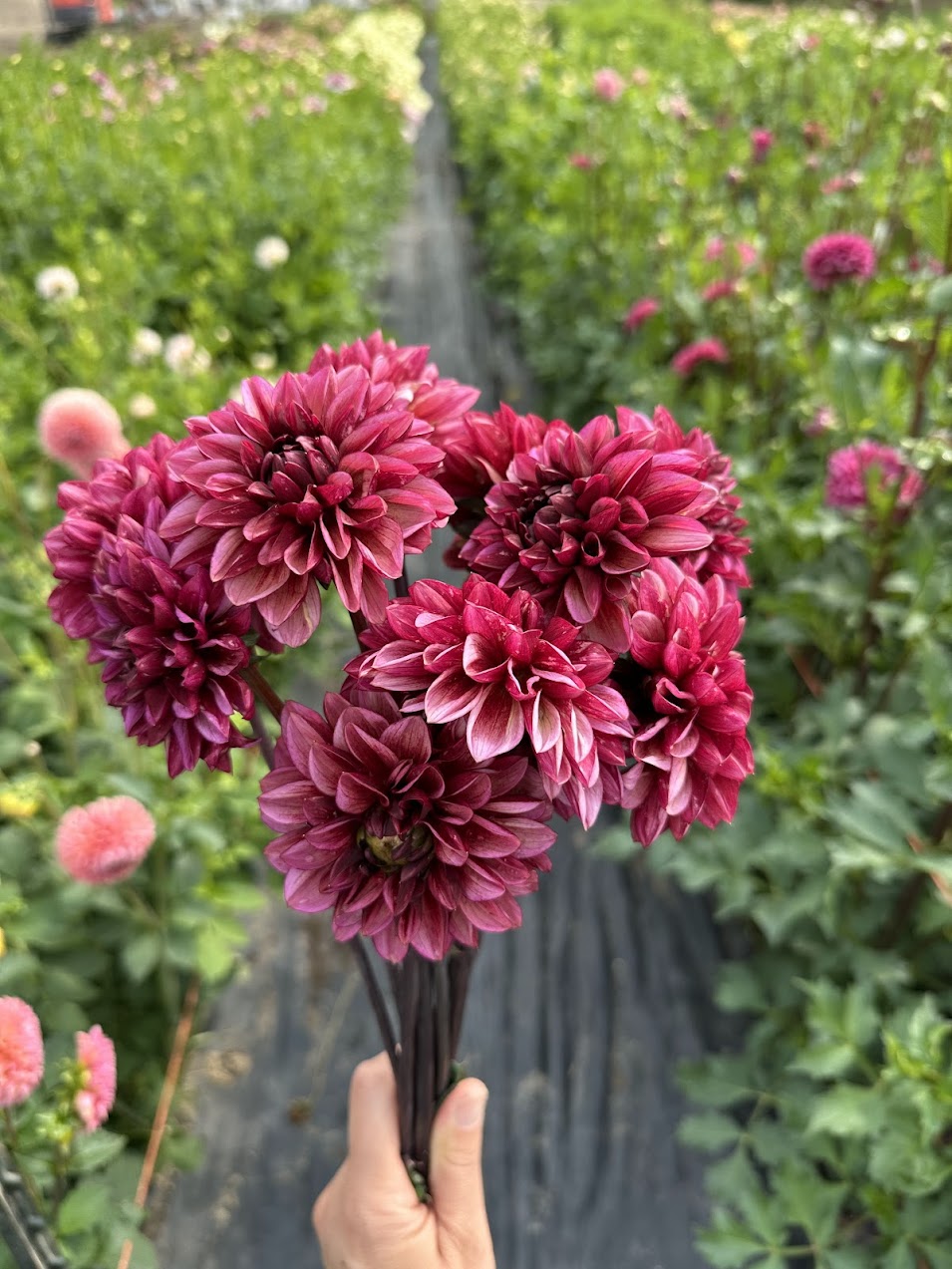 Dahlia Seniors Hope
