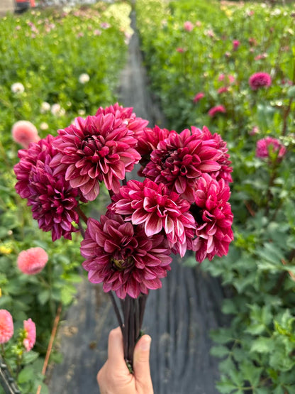 Dahlia Seniors Hope