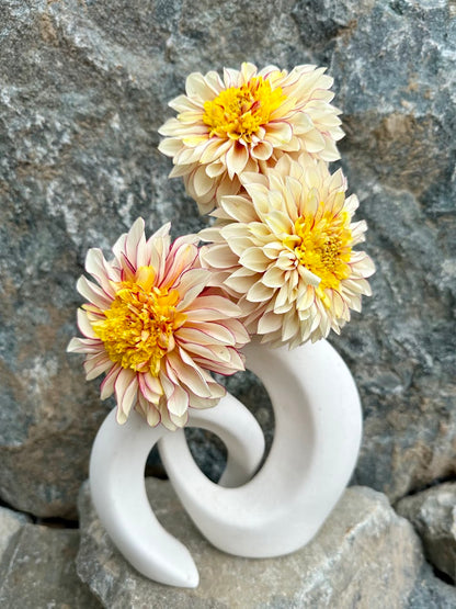 Dahlia Polka