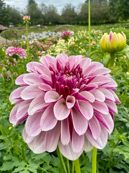 Dahlia Salish Twilight Girl