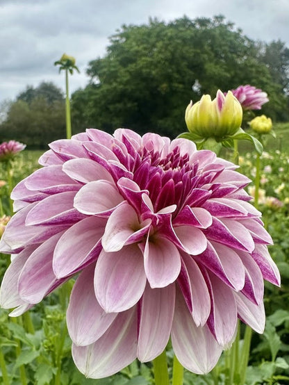 Dahlia Salish Twilight Girl