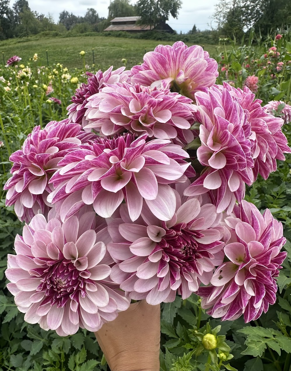 Dahlia Salish Twilight Girl