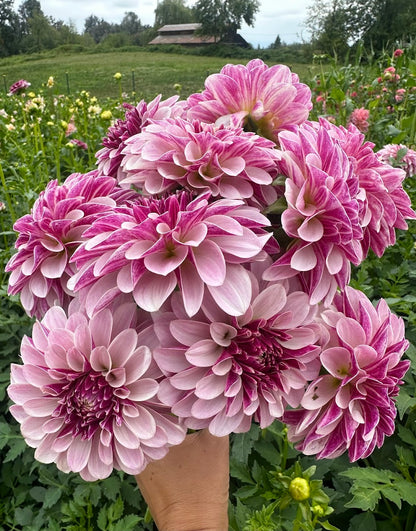 Dahlia Salish Twilight Girl