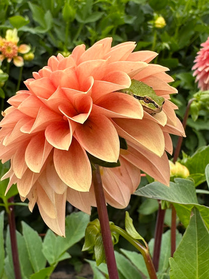 Dahlia Rossendale Peach