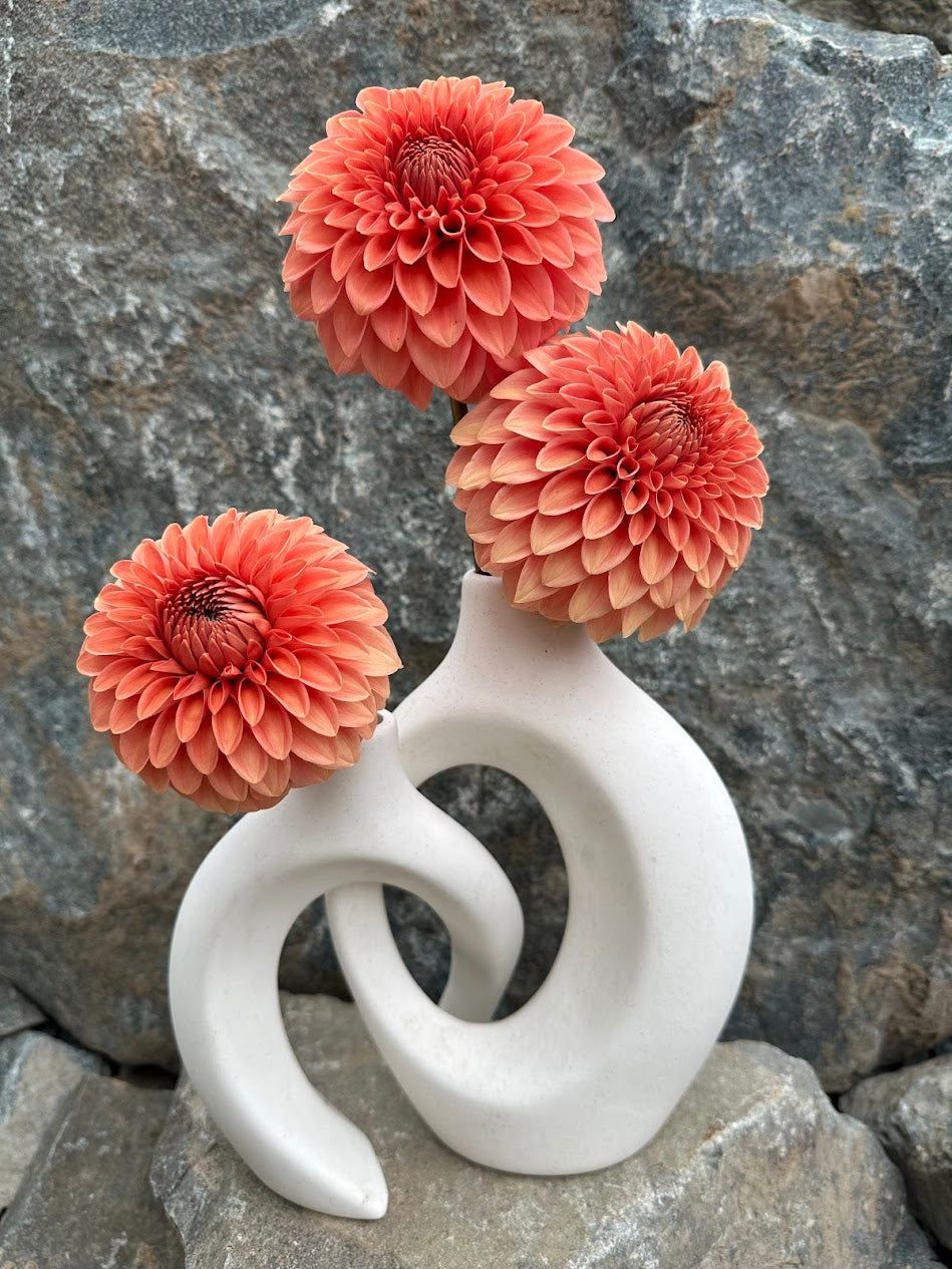 Dahlia Rossendale Peach